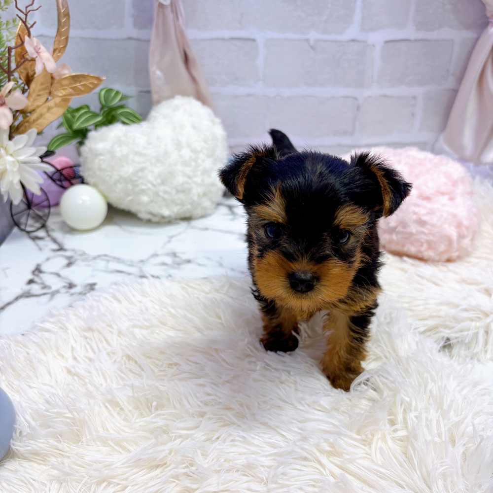 愛知県のヨークシャーテリア (犬の家＆猫の里岡崎店/2025年5月12日生まれ/男の子/スチールブルータン)の子犬の1枚目の画像