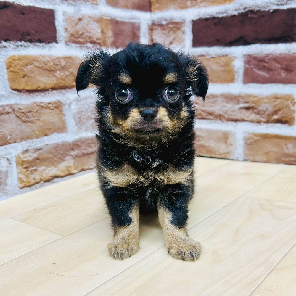 愛知県のチワワ(ロング) (犬の家＆猫の里七宝店/2025年5月15日生まれ/女の子/ブラックタン)の子犬の1枚目の画像