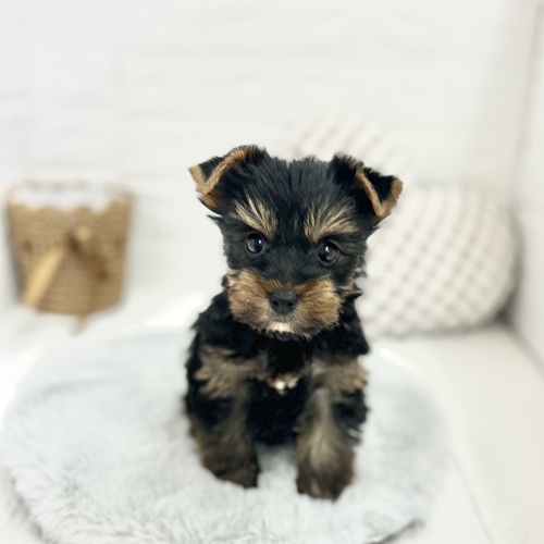 愛知県のヨークシャーテリア (犬の家＆猫の里豊川インター店/2025年5月16日生まれ/男の子/スチールブルータン)の子犬の1枚目の画像