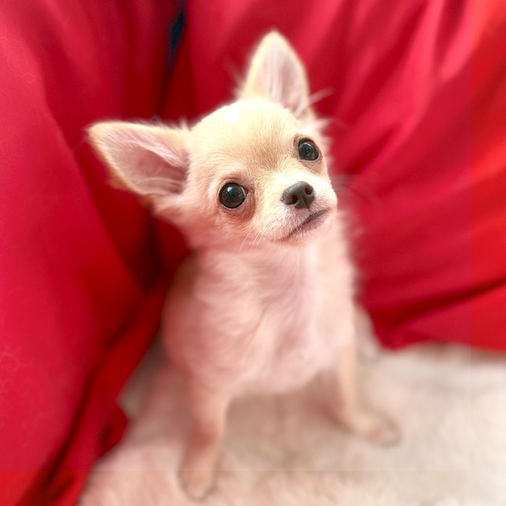 愛知県のチワワ(ロング) (犬の家＆猫の里愛知刈谷店/2025年5月27日生まれ/女の子/クリーム)の子犬の1枚目の画像