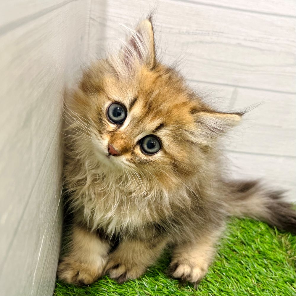 愛知県のペルシャ (犬の家＆猫の里豊田店/2025年5月29日生まれ/男の子/チンチラゴールデン)の子猫の1枚目の画像