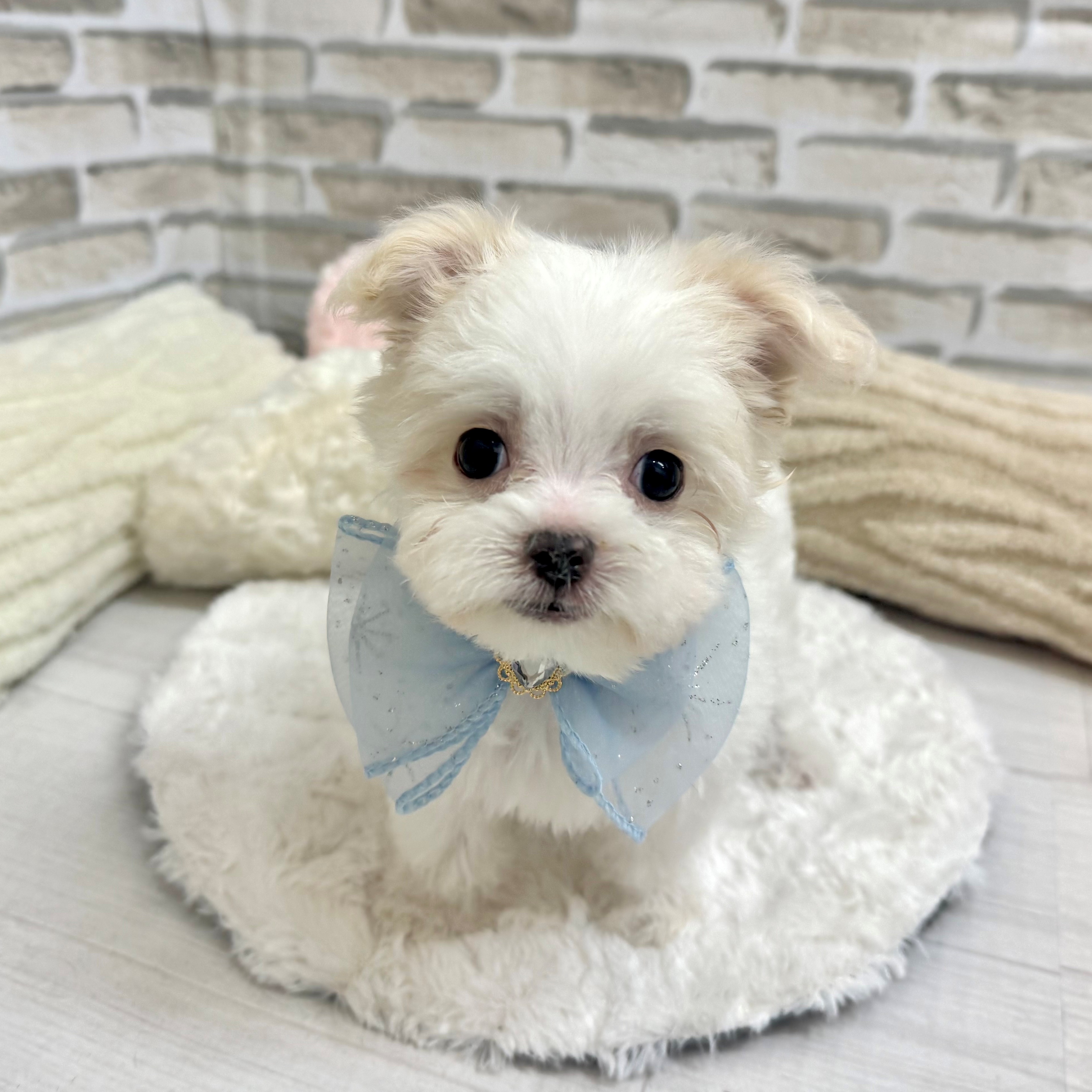 2025年6月1日生まれのチワマル/マルチワ(チワワ×マルチーズ)の8枚目の写真