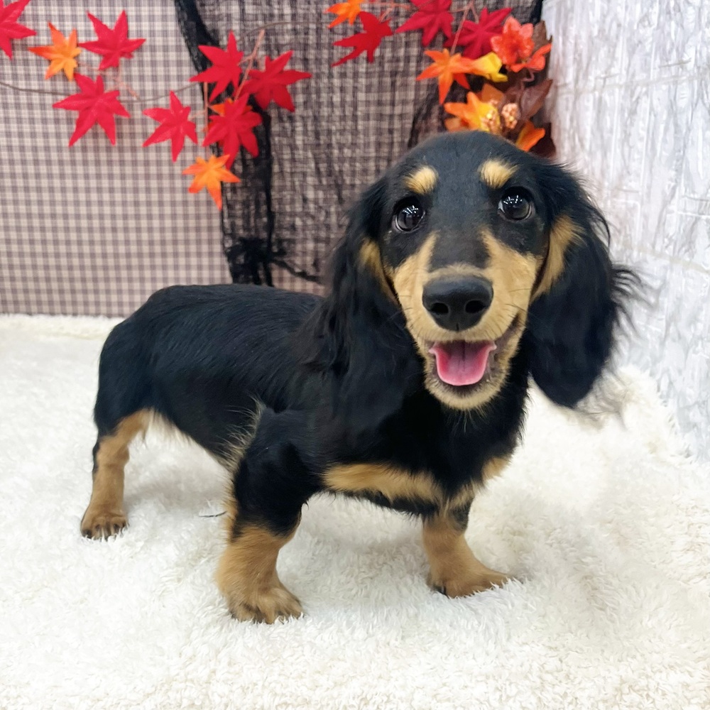 愛知県のミニチュアダックスフンド(ロング) (犬の家&猫の里エアポートウォーク店/2025年6月4日生まれ/男の子/ブラックイエロー)の子犬の1枚目の画像