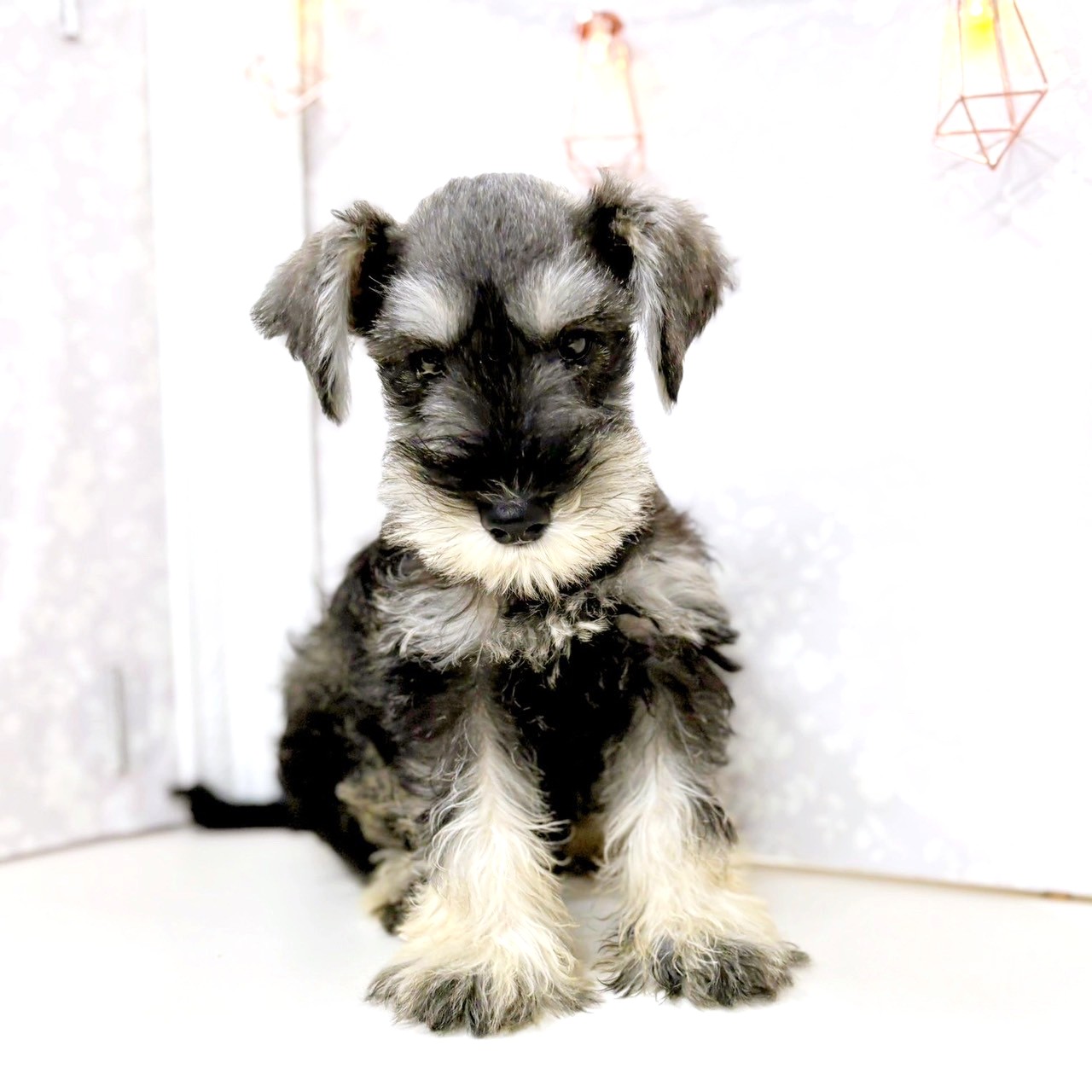 富山県のミニチュアシュナウザー (犬の家＆猫の里アミーゴ高岡蓮花寺店/2025年6月5日生まれ/男の子/ソルトペッパー)の子犬の1枚目の画像