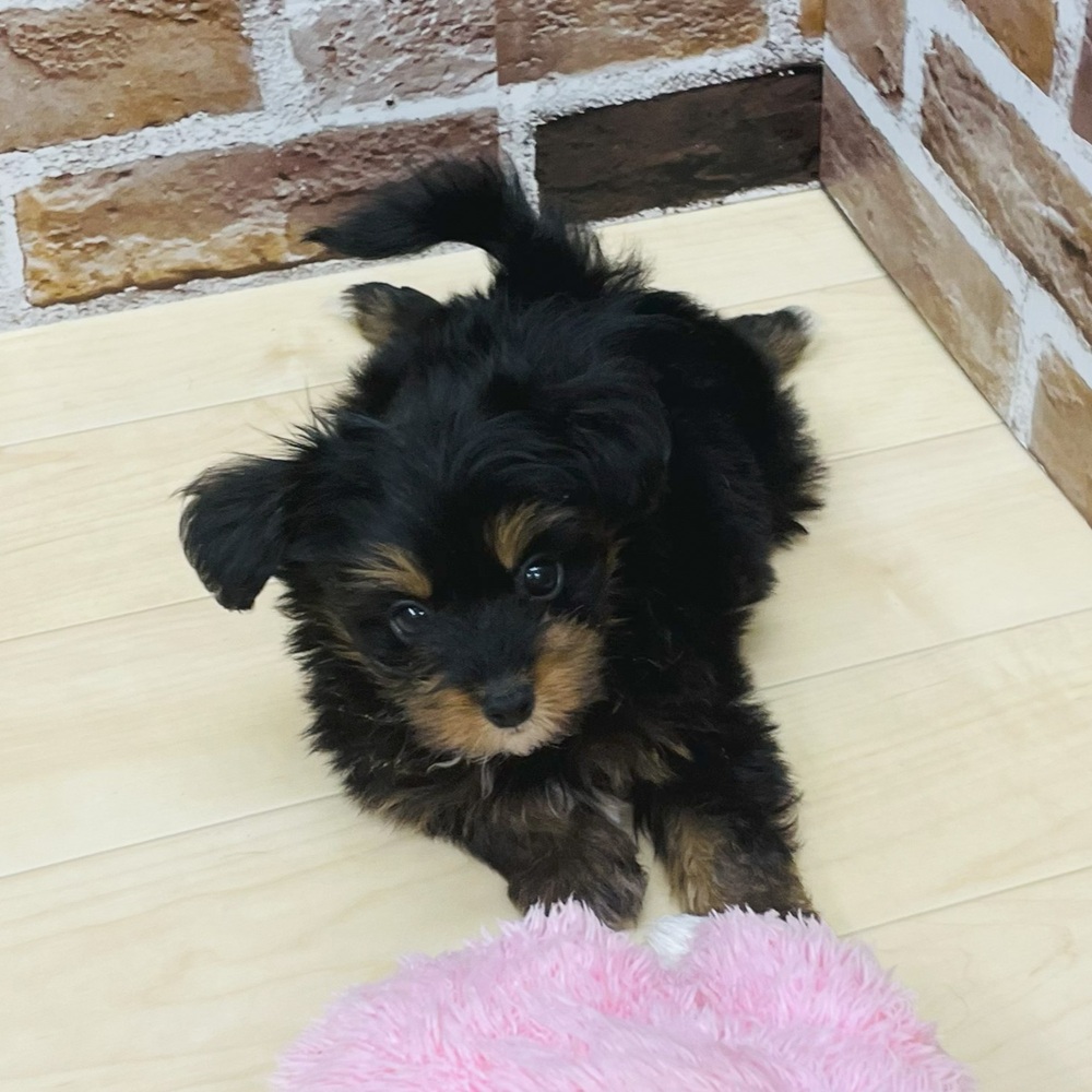 愛知県のパピプー(パピヨン×プードル) (犬の家＆猫の里七宝店/2025年6月6日生まれ/男の子/ブラックレッド)の子犬の1枚目の画像