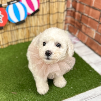 神奈川県のビションフリーゼ (犬の家＆猫の里小田原店/2025年6月8日生まれ/男の子/ホワイト)の子犬の1枚目の画像