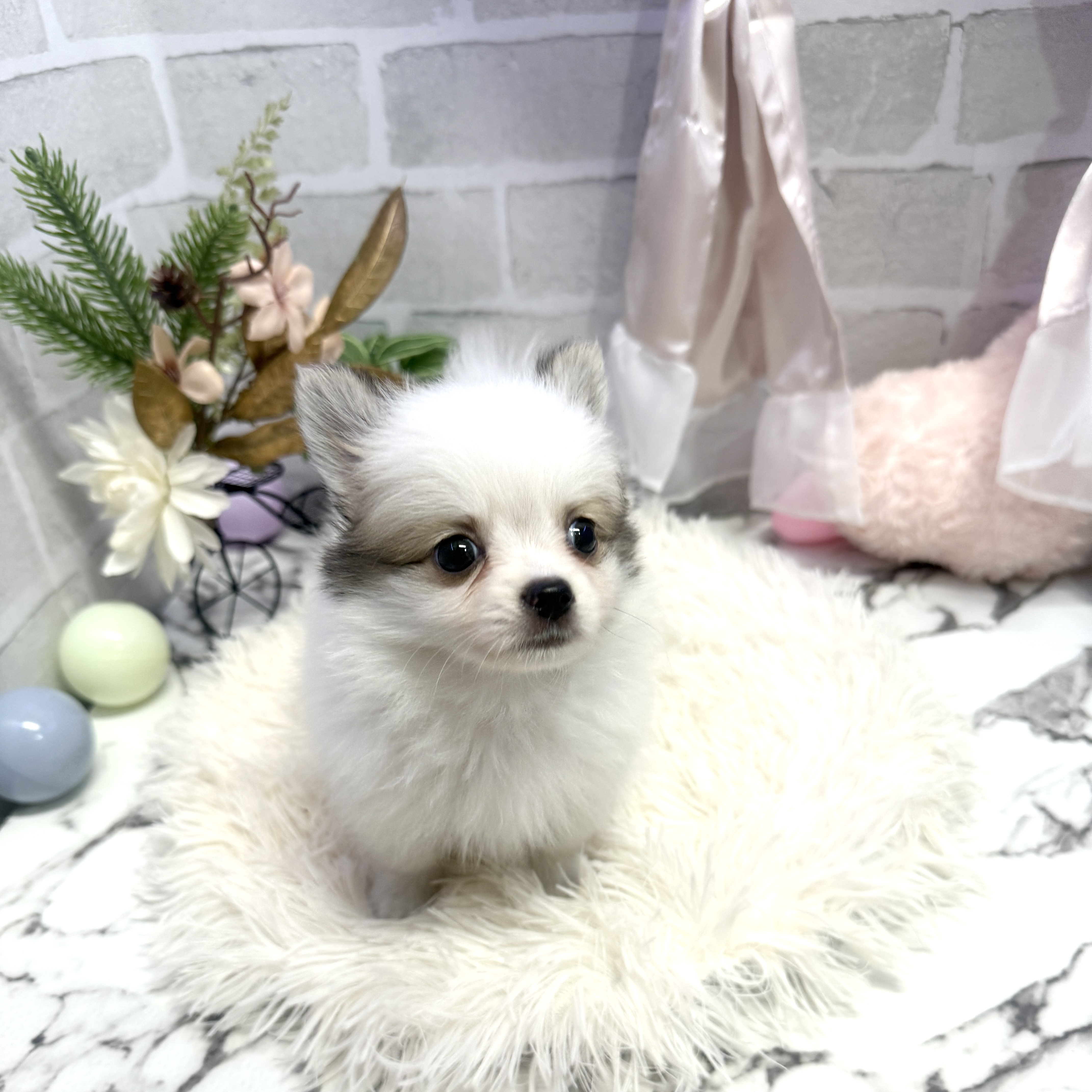 愛知県のポメチワ/チワポメ/ポメチー(ポメラニアン×チワワ) (犬の家＆猫の里岡崎店/2025年6月9日生まれ/女の子/パーティーカラー)の子犬の1枚目の画像