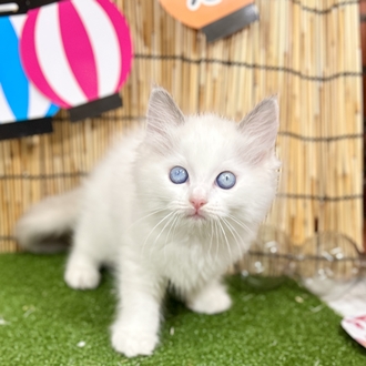 神奈川県のラグドール (犬の家＆猫の里小田原店/2025年6月9日生まれ/女の子/ブルーポイントバイカラー)の子猫