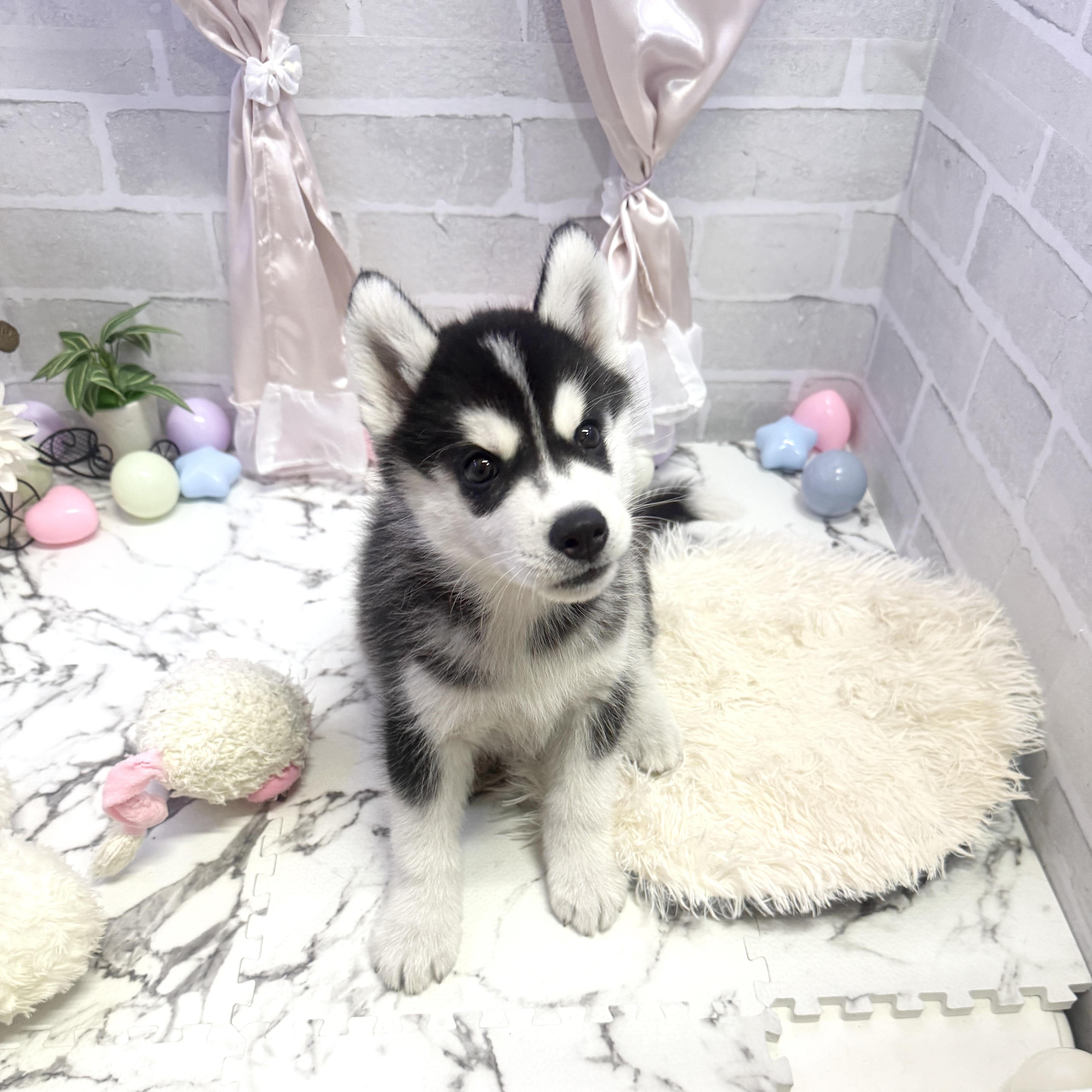 愛知県のシベリアンハスキー (犬の家＆猫の里岡崎店/2025年6月9日生まれ/女の子/ブラックホワイト)の子犬の1枚目の画像