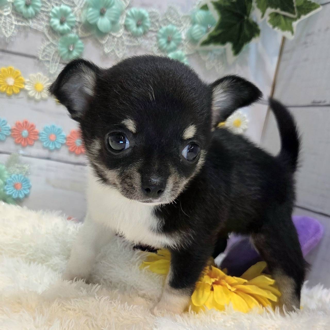 長野県のチワワ(スムース) (犬の家＆猫の里カインズ梓川店/2025年6月16日生まれ/男の子/ブラックタンホワイト)の子犬の1枚目の画像