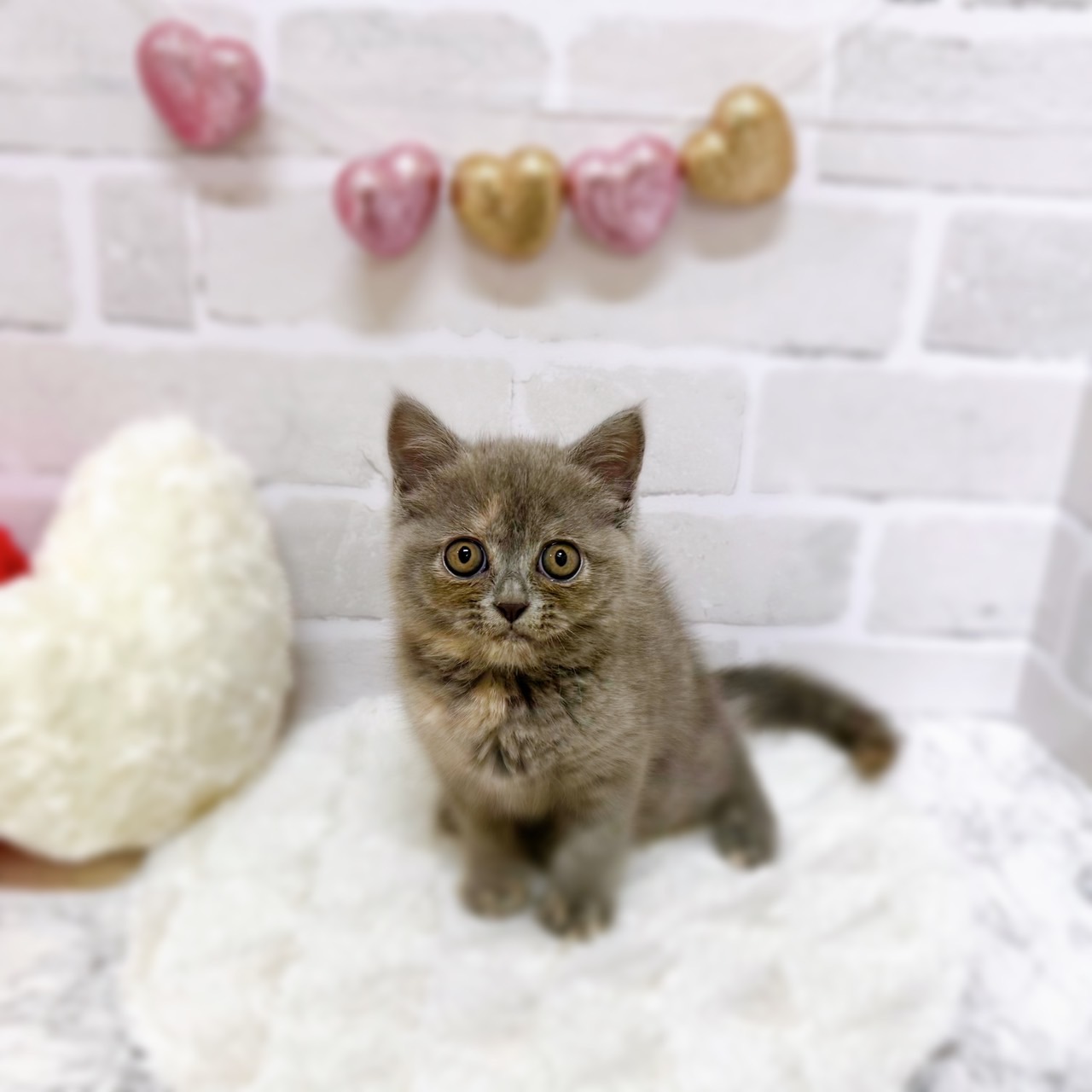 京都府のミヌエット (犬の家＆猫の里京都精華店/2025年6月16日生まれ/女の子/ブルーパッチド)の子猫