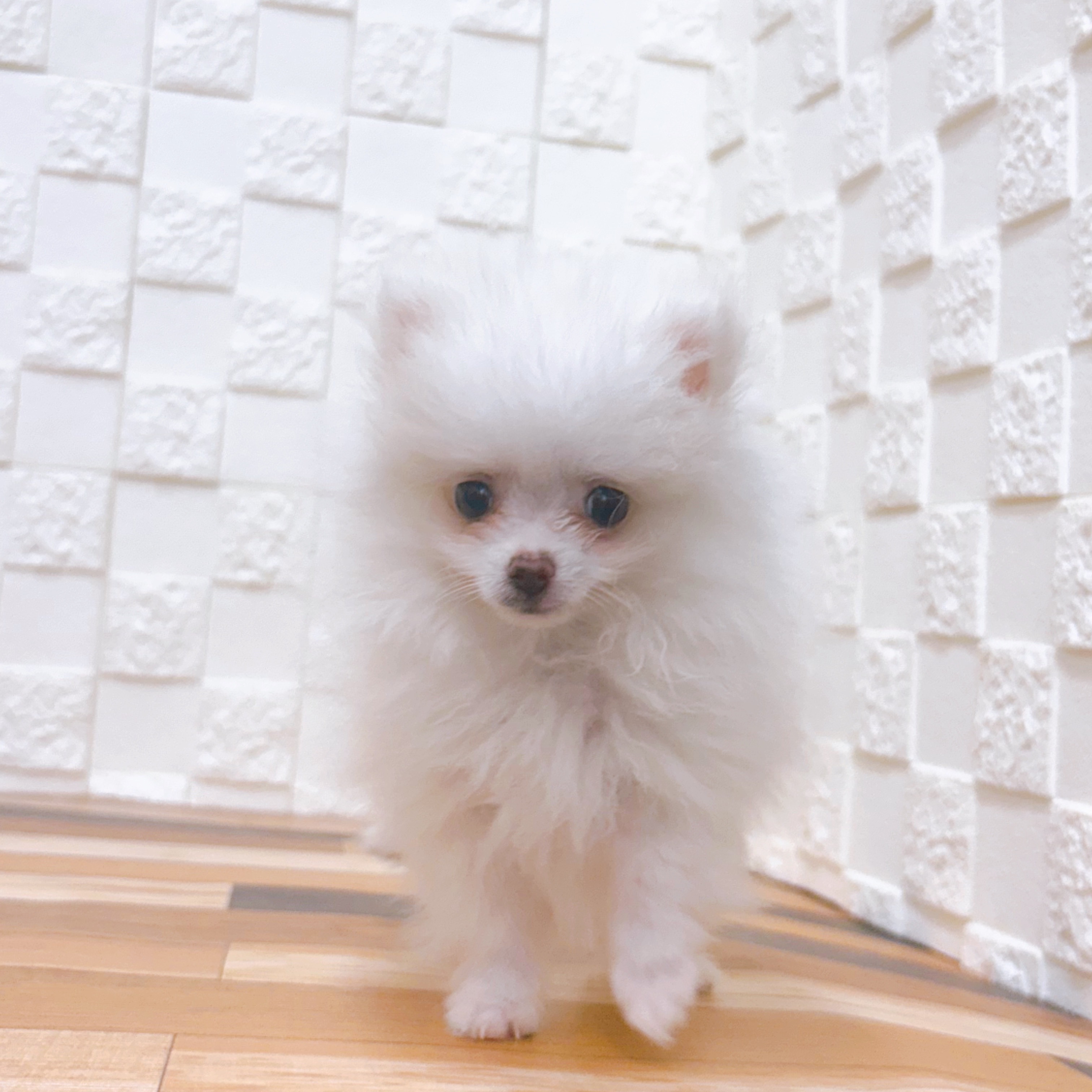 兵庫県のポメラニアン (犬の家＆猫の里尼崎店/2025年6月12日生まれ/男の子/ホワイト)の子犬