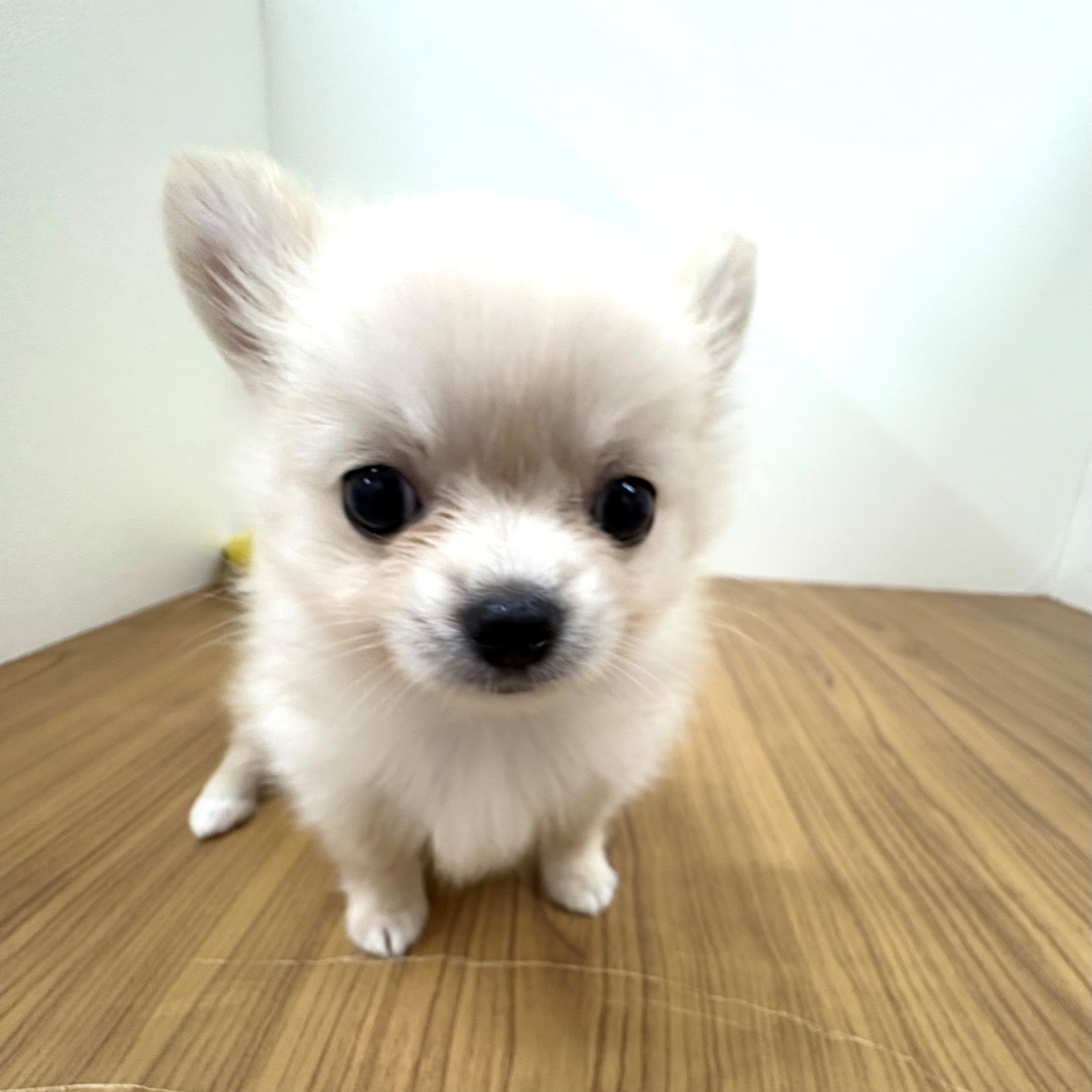 2025年6月24日生まれのポメチワ/チワポメ/ポメチー(ポメラニアン×チワワ)の8枚目の写真