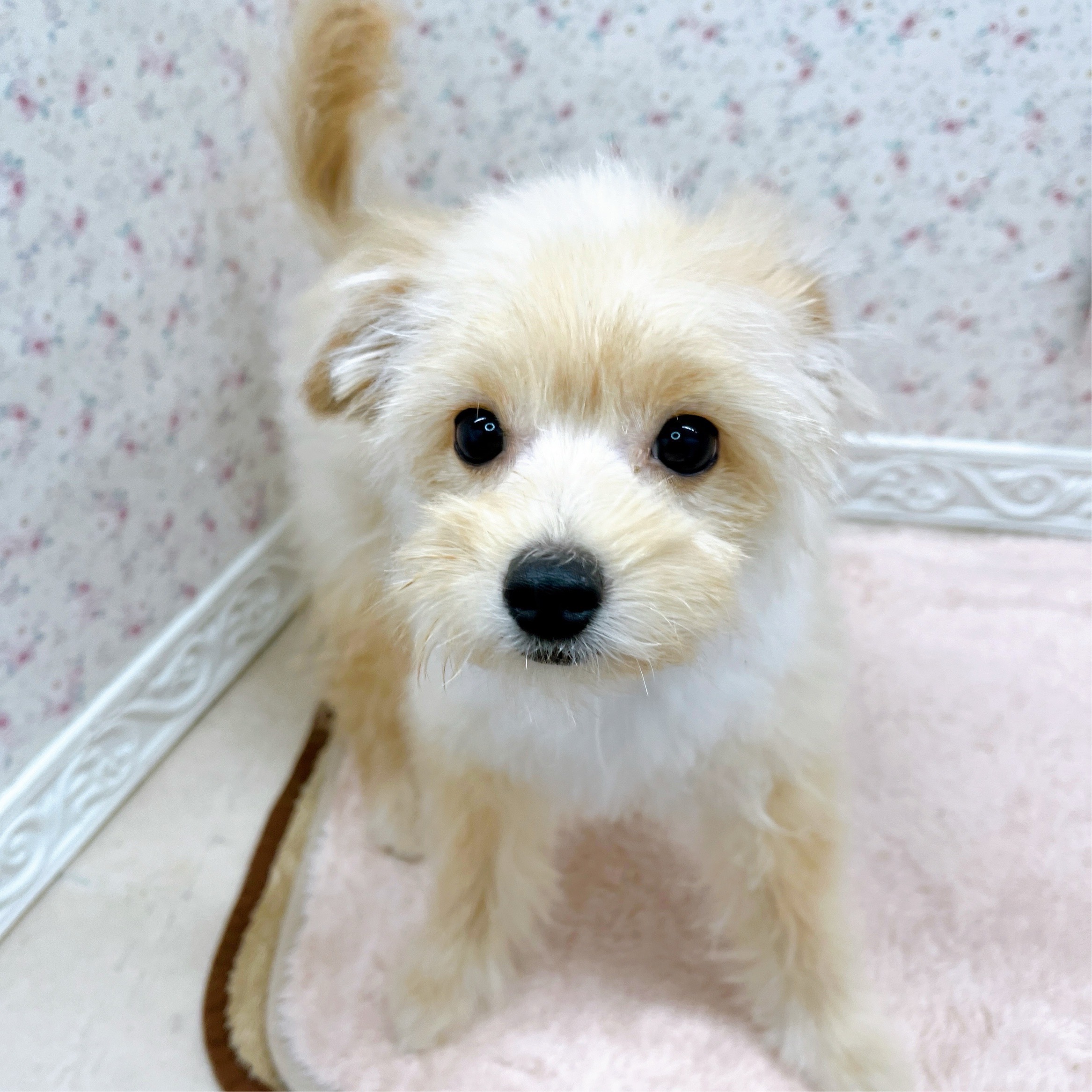 石川県のポメプー(ポメラニアン×プードル) (犬の家＆猫の里アミーゴ金沢有松店/2025年6月20日生まれ/男の子/アプリコット)の子犬の1枚目の画像