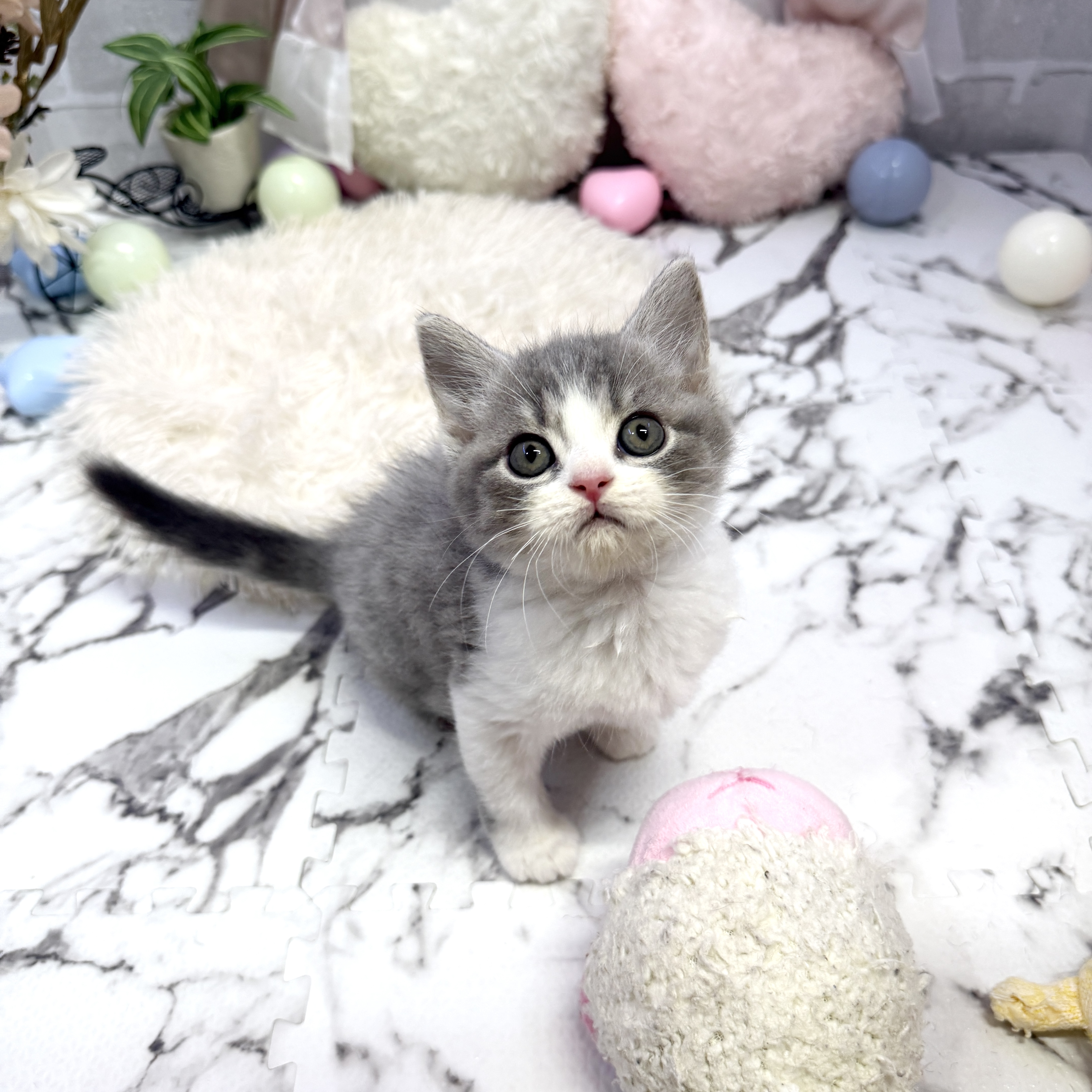 愛知県のスコティッシュフォールド (犬の家＆猫の里岡崎店/2025年6月21日生まれ/男の子/ブルータビーホワイト)の子猫の1枚目の画像