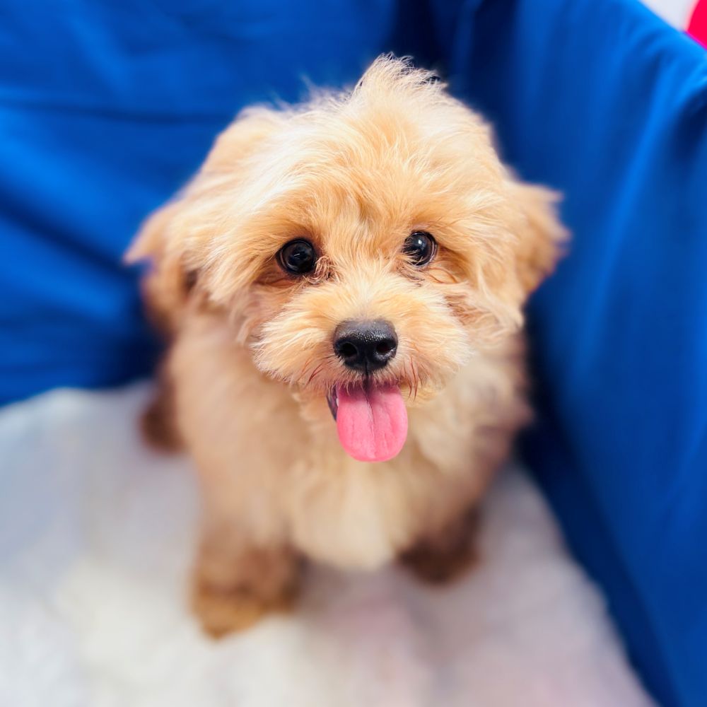 愛知県のペキプー(ペキニーズ×プードル) (犬の家＆猫の里愛知刈谷店/2025年6月21日生まれ/男の子/アプリコット)の子犬の1枚目の画像