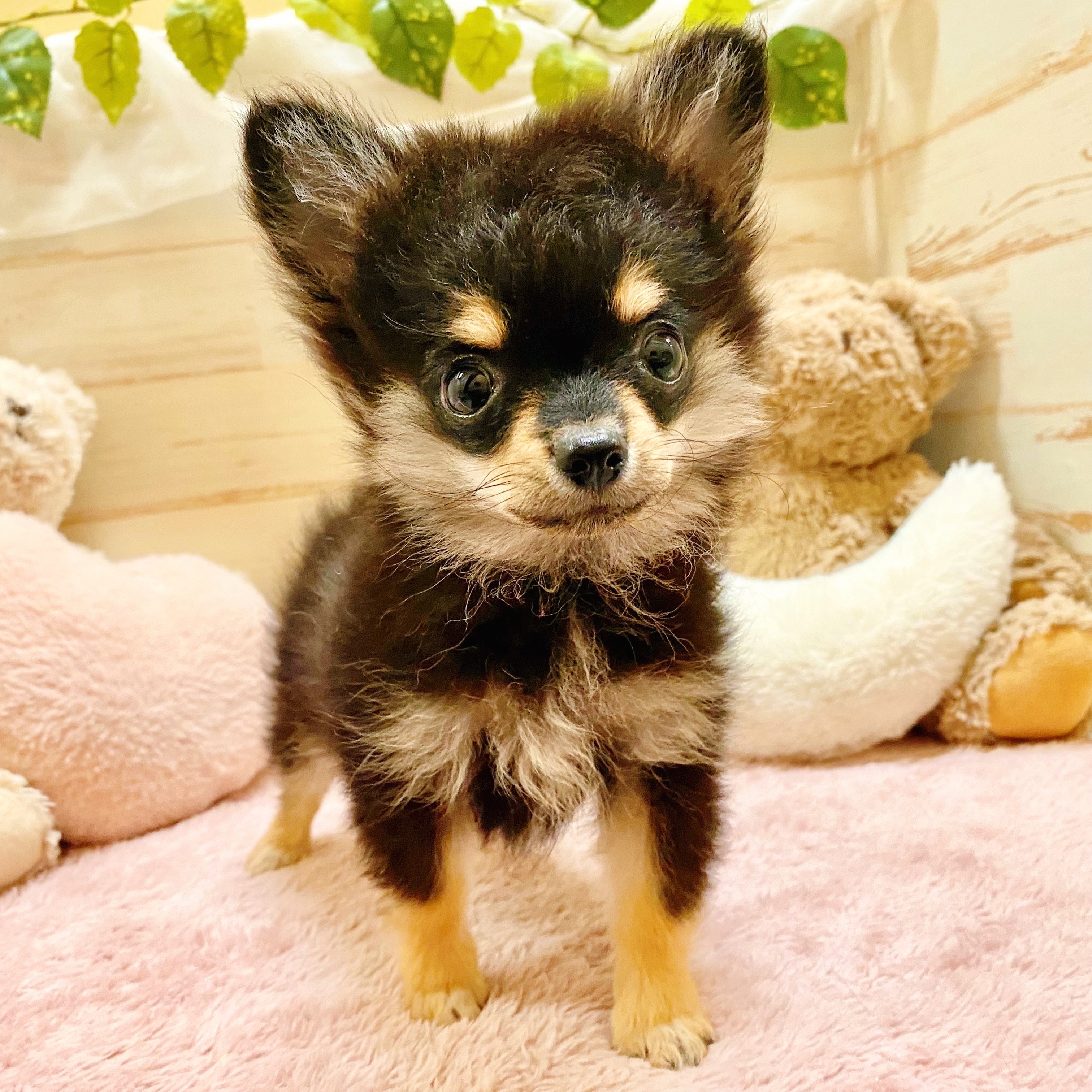 兵庫県のポメチワ/チワポメ/ポメチー(ポメラニアン×チワワ) (犬の家＆猫の里神戸店/2025年6月19日生まれ/男の子/ブラックタン)の子犬の1枚目の画像