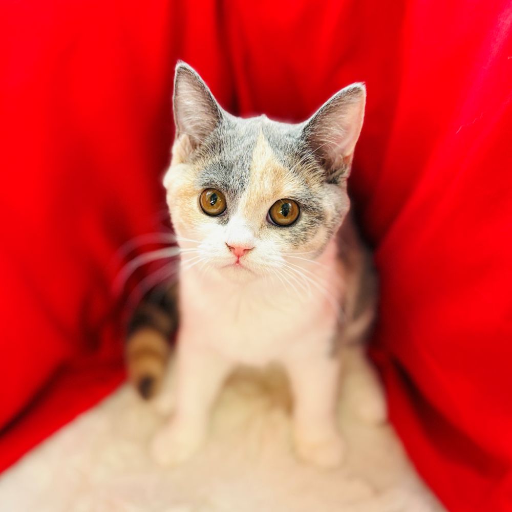 愛知県のブリティッシュショートヘアー (犬の家＆猫の里愛知刈谷店/2025年6月23日生まれ/女の子/ダイリュートキャリコ)の子猫の1枚目の画像
