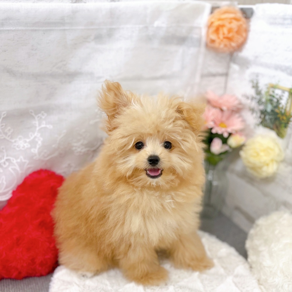 京都府のポメプー(ポメラニアン×プードル) (犬の家＆猫の里京都樟葉店/2025年6月25日生まれ/女の子/アプリコット)の子犬の1枚目の画像
