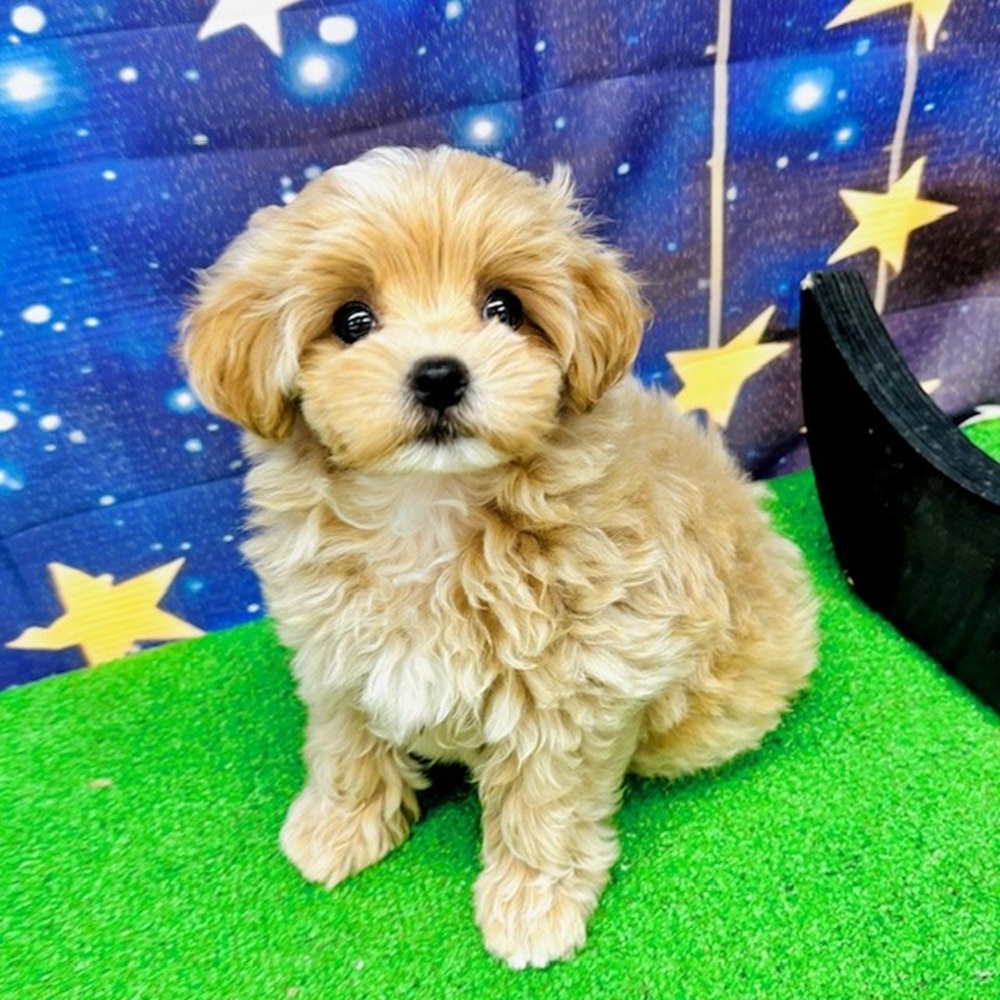愛知県のマルプー(マルチーズ×プードル) (犬の家&猫の里名古屋天白店/2025年6月29日生まれ/女の子/アプリコットホワイト)の子犬