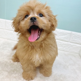 静岡県のペキプー(ペキニーズ×プードル) (犬の家＆猫の里マークイズ静岡店/2025年6月30日生まれ/女の子/アプリコット)の子犬の1枚目の画像