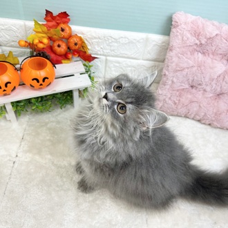 静岡県のスコティッシュフォールド (犬の家＆猫の里マークイズ静岡店/2025年6月28日生まれ/女の子/ブルータビー)の子猫の1枚目の画像