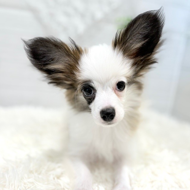 愛知県のパピヨン (犬の家＆猫の里豊田店/2025年7月1日生まれ/男の子/ホワイトブラウン)の子犬の1枚目の画像