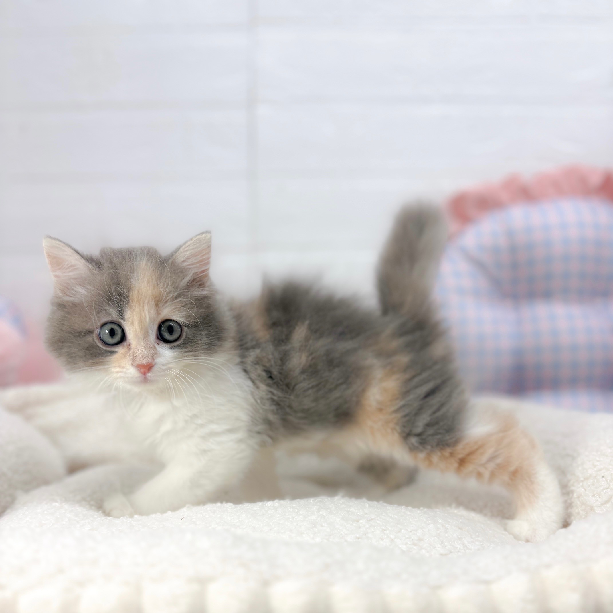 神奈川県のサイベリアン (犬の家＆猫の里元住吉ブレーメン通り店/2025年7月5日生まれ/女の子/ダイリュートキャリコ)の子猫の1枚目の画像