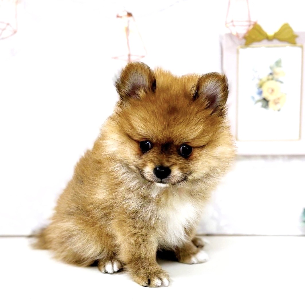 2025年7月4日生まれのポメチワ/チワポメ/ポメチー(ポメラニアン×チワワ)の8枚目の写真