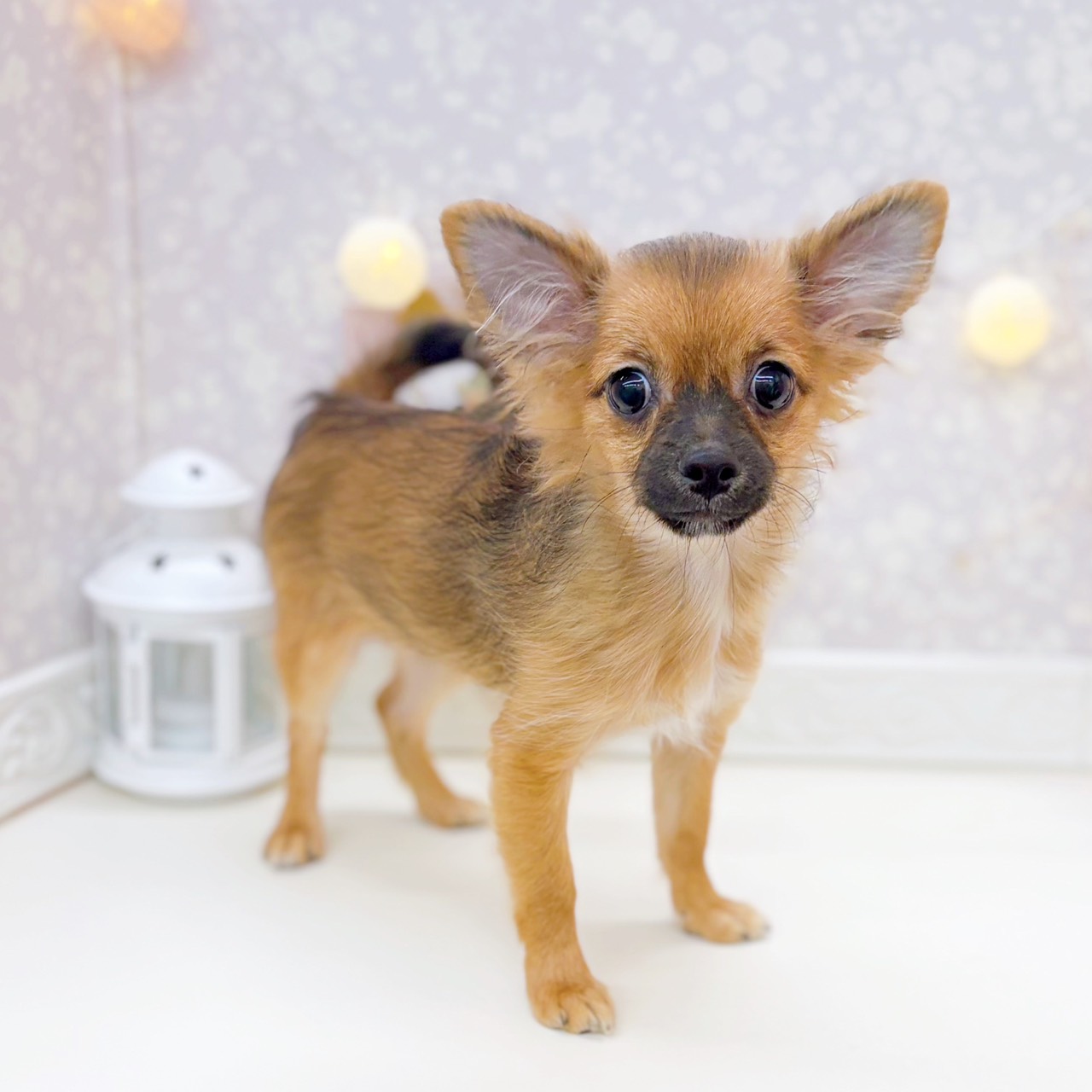 富山県のポメチワ/チワポメ/ポメチー(ポメラニアン×チワワ) (犬の家＆猫の里富山店/2025年7月4日生まれ/女の子/オレンジセーブル)の子犬の1枚目の画像
