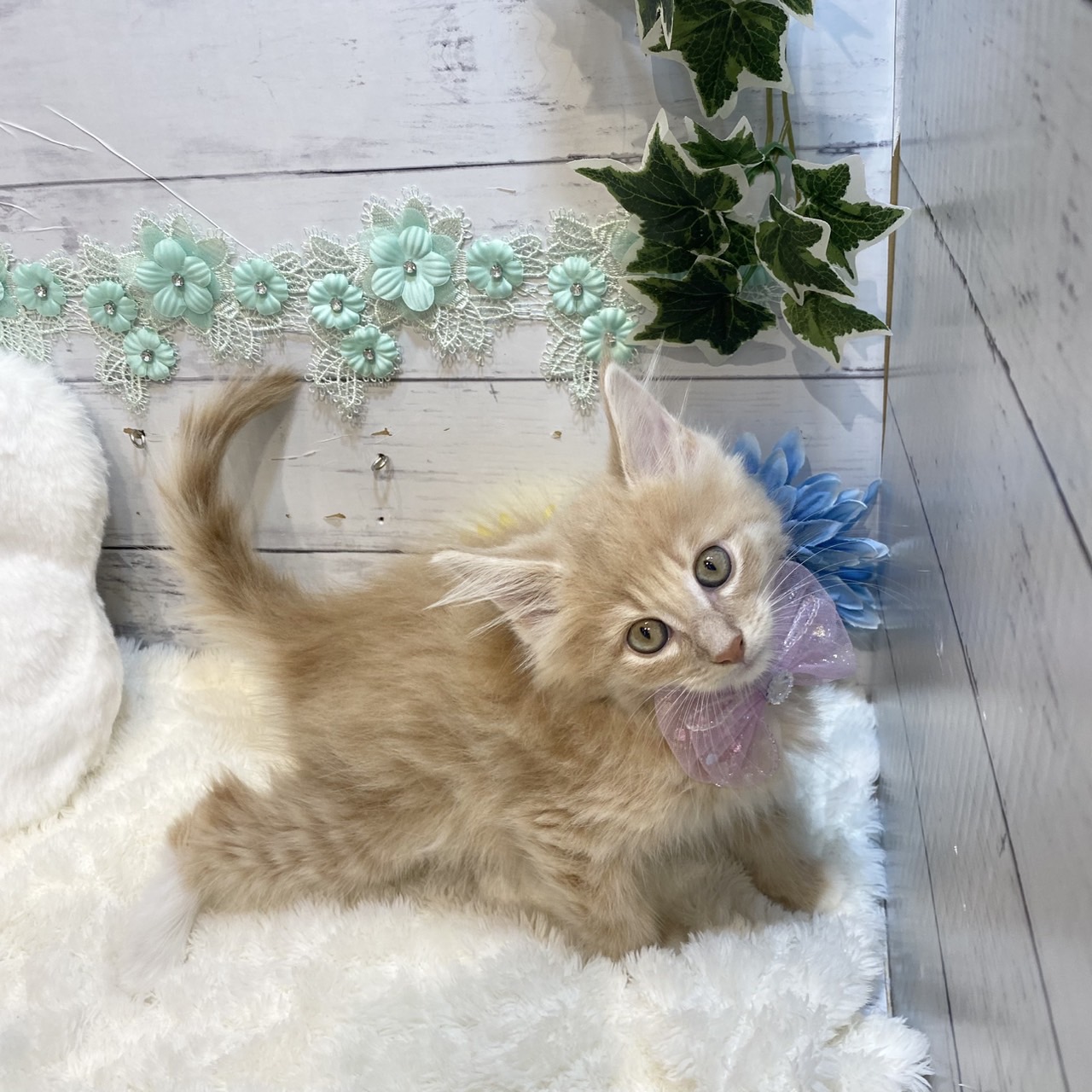 長野県のノルウェージャンフォレストキャット (犬の家＆猫の里カインズ梓川店/2025年7月8日生まれ/女の子/クリームタビー)の子猫の1枚目の画像