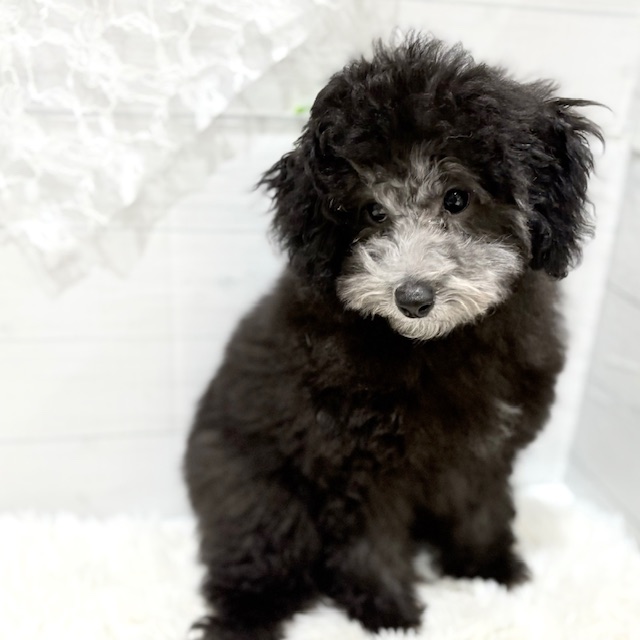 2025年7月8日生まれのトイプードル(トイ)の1枚目の写真