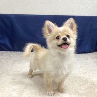 愛知県のポメチワ/チワポメ/ポメチー(ポメラニアン×チワワ) (犬の家＆猫の里一宮店/2025年7月8日生まれ/男の子/クリームホワイト)の子犬の1枚目の画像