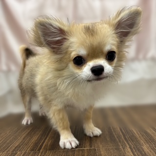 兵庫県のチワワ(ロング) (犬の家＆猫の里カナート西神戸店/2025年7月13日生まれ/男の子/フォーンホワイト)の子犬の1枚目の画像