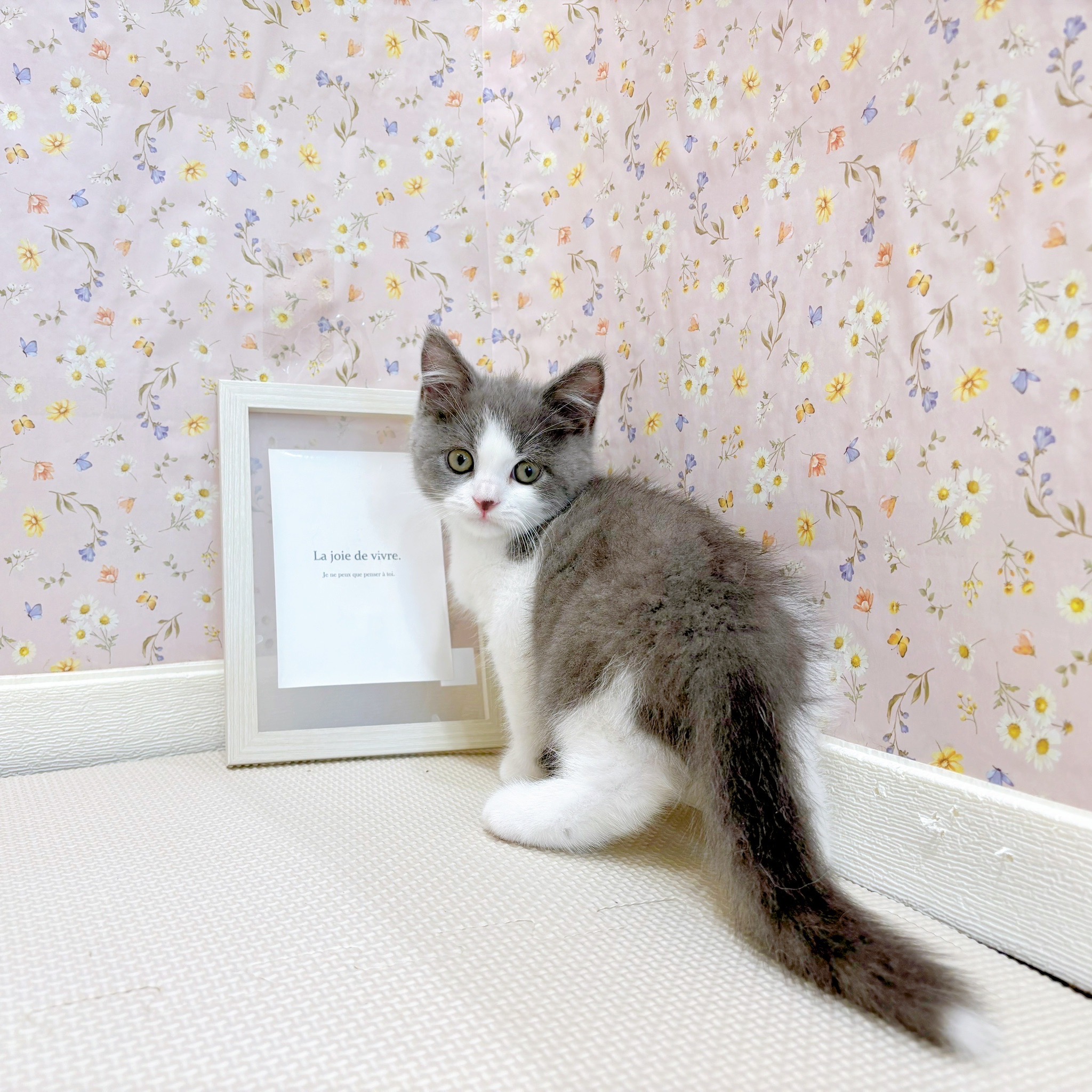 石川県のブリティッシュショートヘアー (犬の家＆猫の里金沢店/2025年7月7日生まれ/男の子/ブルーホワイト)の子猫の1枚目の画像
