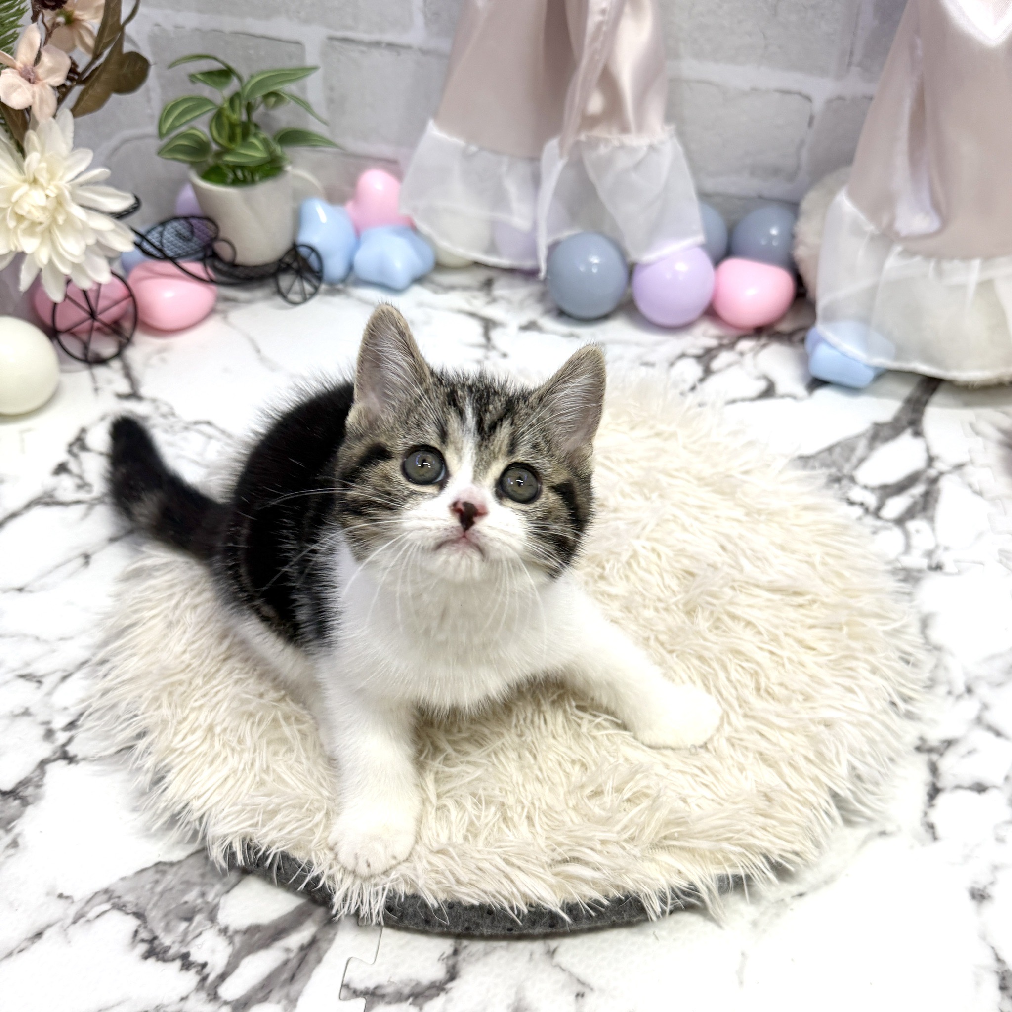 愛知県のスコティッシュフォールド (犬の家＆猫の里岡崎店/2025年7月14日生まれ/女の子/ブラウンタビーホワイト)の子猫の1枚目の画像