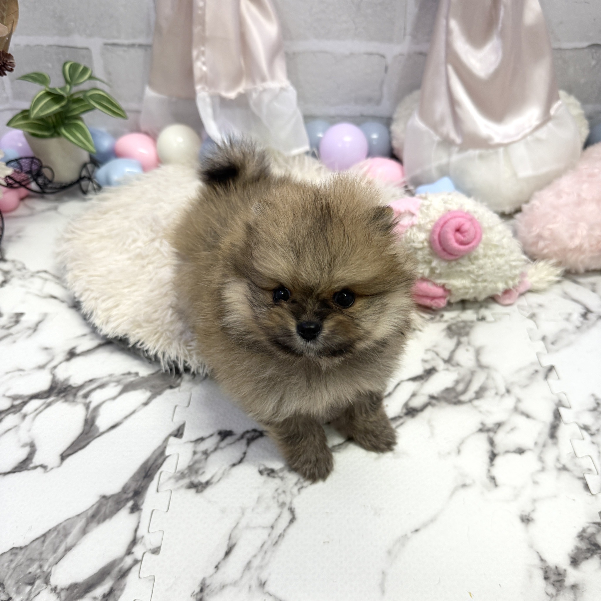 愛知県のポメラニアン (犬の家＆猫の里岡崎店/2025年7月14日生まれ/男の子/オレンジ)の子犬の1枚目の画像
