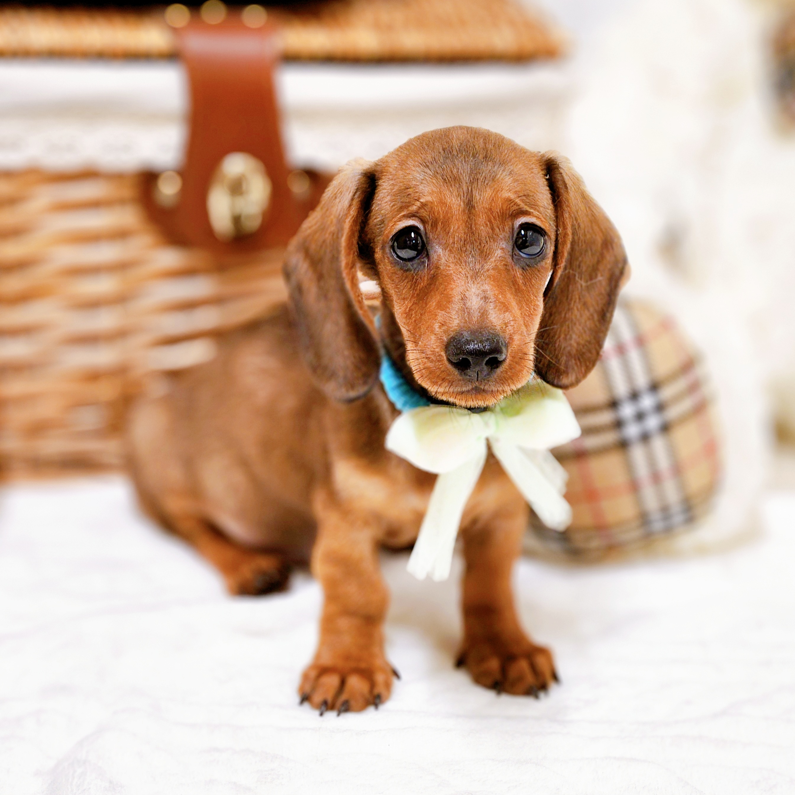 2025年7月17日生まれのミニチュアダックスフンド(スムース)の8枚目の写真