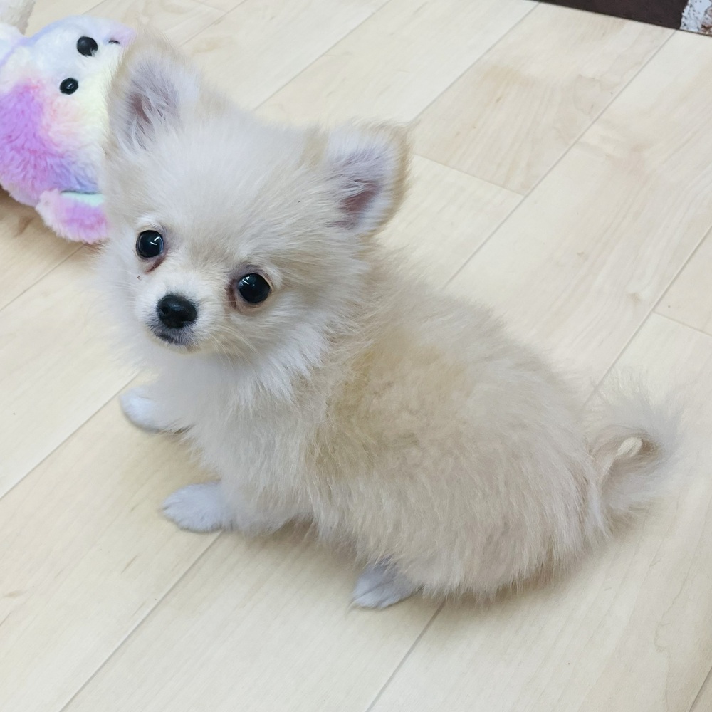 愛知県のポメチワ/チワポメ/ポメチー(ポメラニアン×チワワ) (犬の家＆猫の里七宝店/2025年7月17日生まれ/女の子/クリーム)の子犬の1枚目の画像