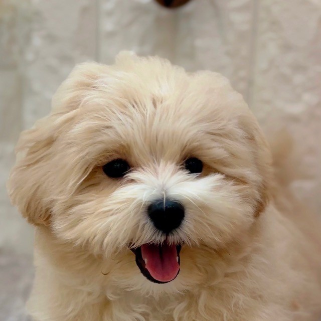 岡山県のマルプー(マルチーズ×プードル) (犬の家＆猫の里倉敷店/2025年7月16日生まれ/男の子/クリーム)の子犬の1枚目の画像