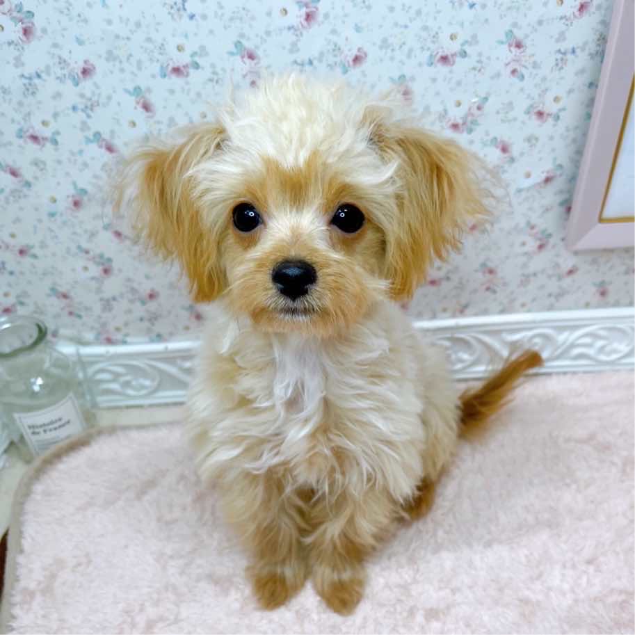 石川県のチワプー/プーチー(チワワ×プードル) (犬の家＆猫の里アミーゴ金沢有松店/2025年7月15日生まれ/女の子/アプリコットホワイト)の子犬の1枚目の画像