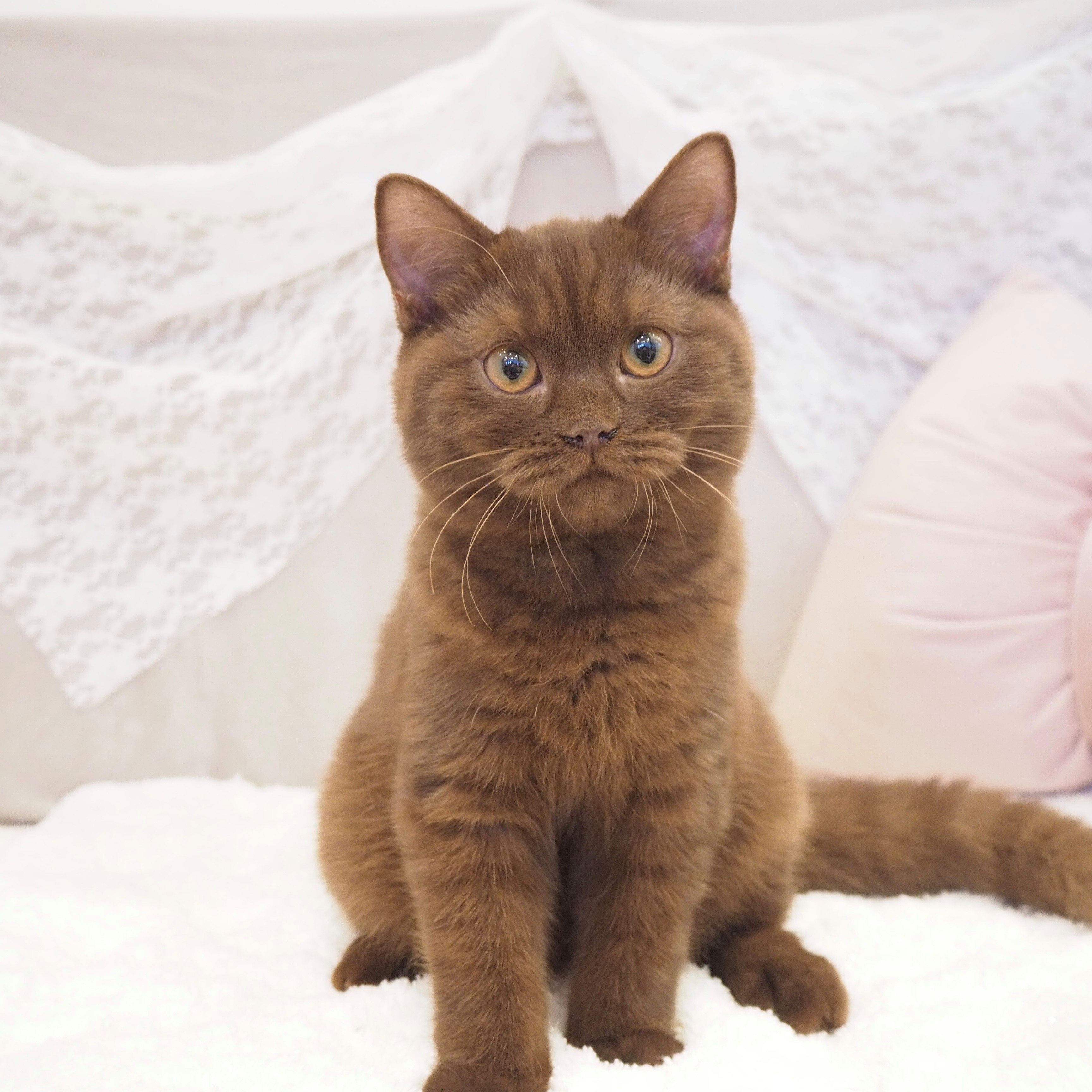 ブリティッシュショートヘア女の子の写真