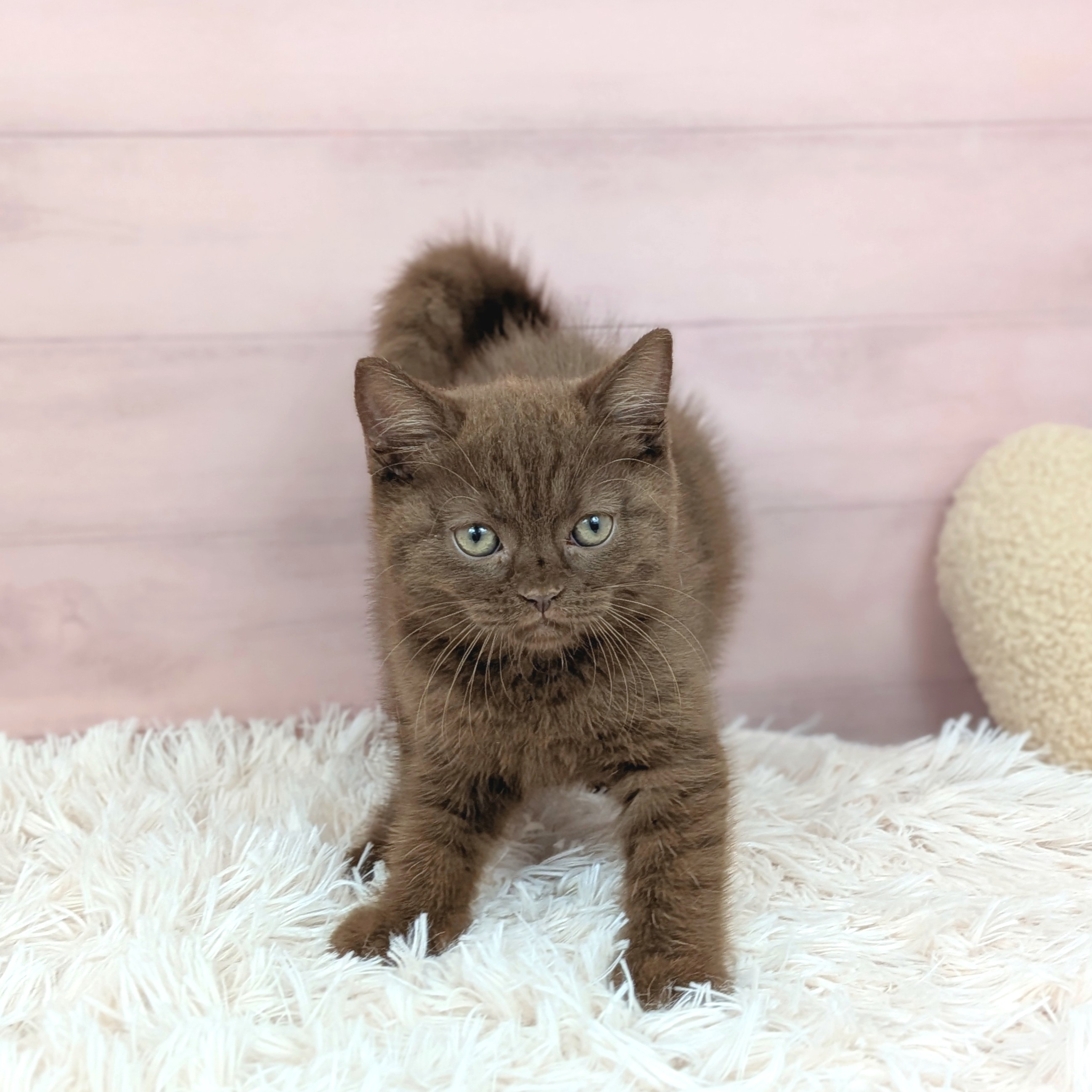 兵庫県のブリティッシュショートヘアー (犬の家＆猫の里川西店/2025年7月24日生まれ/女の子/チョコレート)の子猫の1枚目の画像