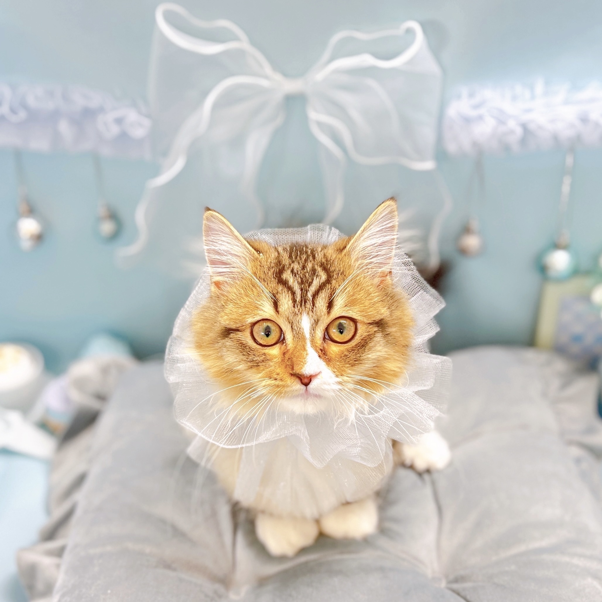 福井県のマンチカン (犬の家＆猫の里アミーゴ福井大和田店/2025年7月26日生まれ/男の子/ブラウンタビーホワイト)の子猫の1枚目の画像