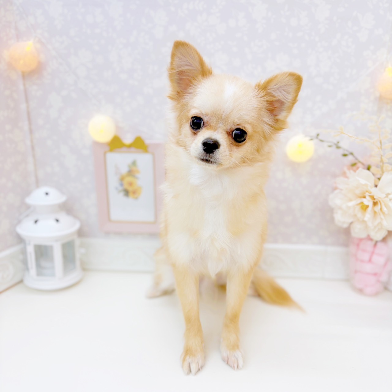 富山県のポメチワ/チワポメ/ポメチー(ポメラニアン×チワワ) (犬の家＆猫の里富山店/2025年7月25日生まれ/男の子/クリームホワイト)の子犬の1枚目の画像