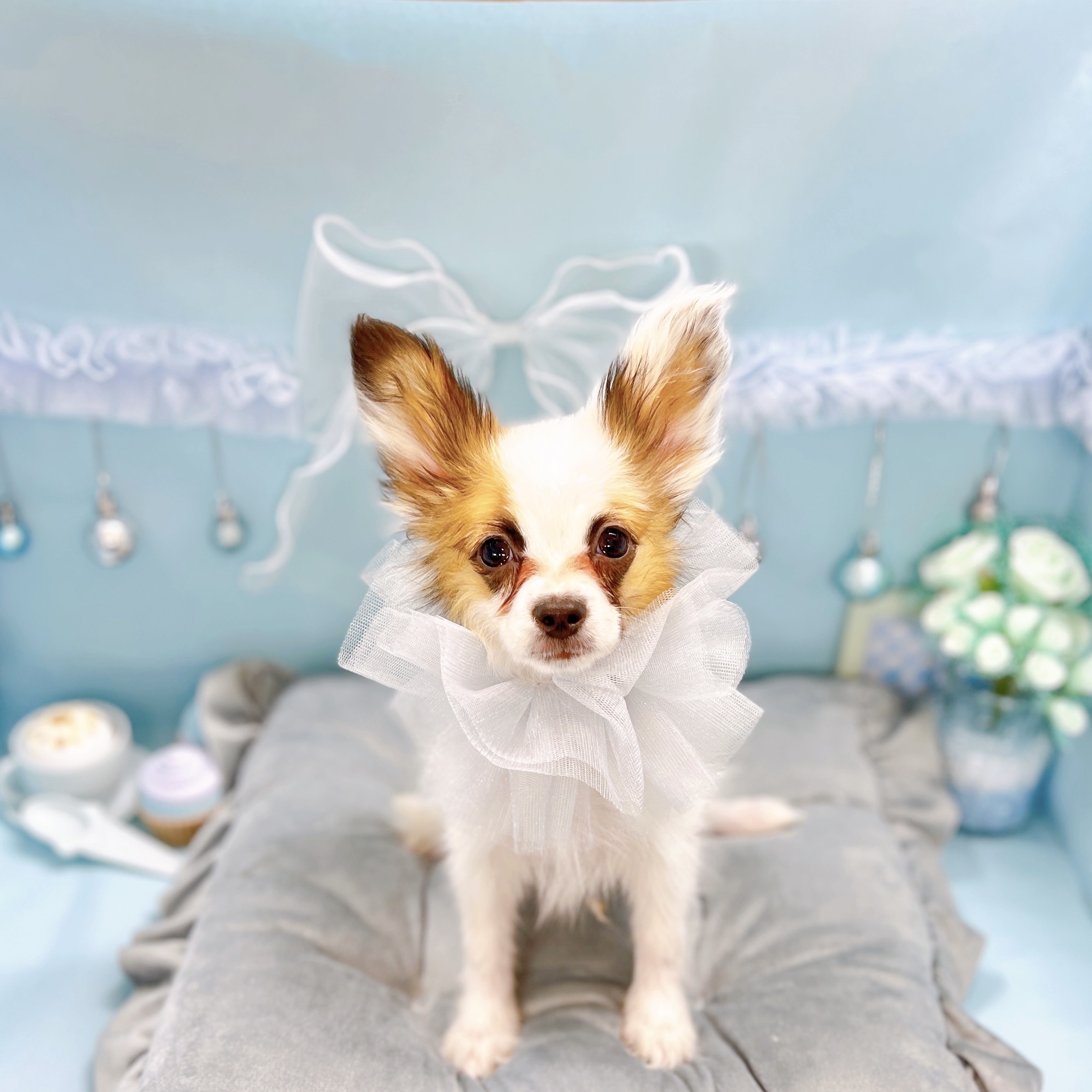 福井県のパピヨン (犬の家＆猫の里アミーゴ福井大和田店/2025年7月27日生まれ/男の子/ホワイトブラウン)の子犬の1枚目の画像