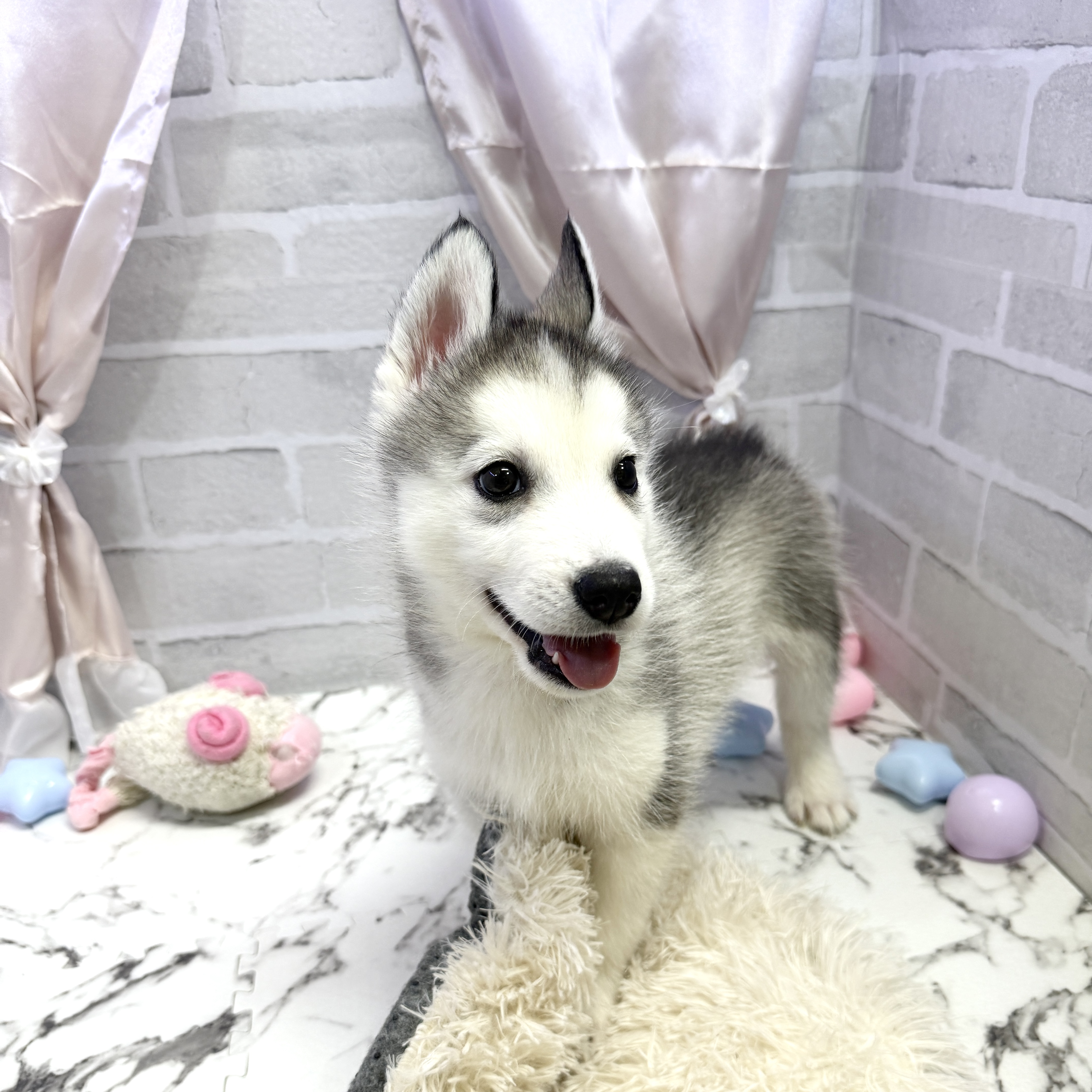 愛知県のシベリアンハスキー (犬の家＆猫の里岡崎店/2025年7月27日生まれ/男の子/ブラックホワイト)の子犬の1枚目の画像