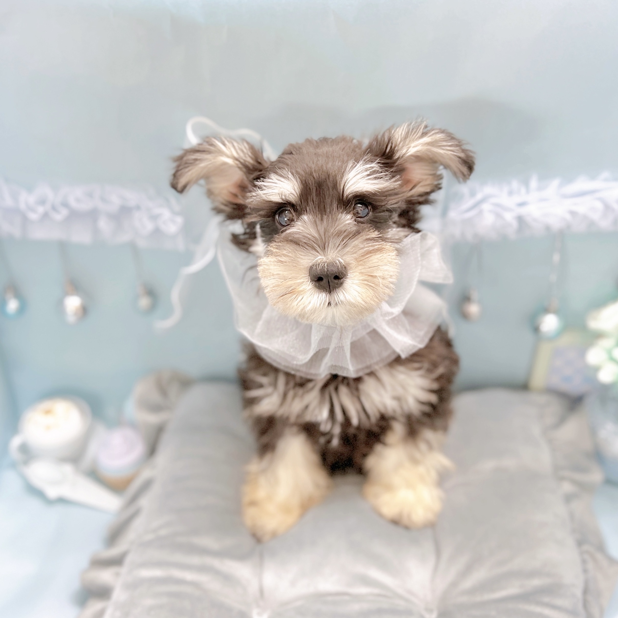 福井県のミニチュアシュナウザー (犬の家＆猫の里アミーゴ福井大和田店/2025年7月29日生まれ/男の子/ブラックシルバー)の子犬の1枚目の画像