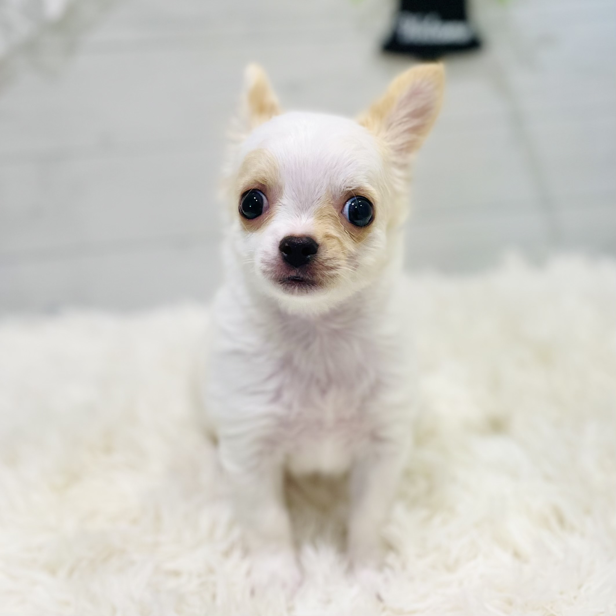 愛知県のチワワ(ロング) (犬の家＆猫の里豊田店/2025年7月29日生まれ/男の子/クリームホワイト)の子犬の1枚目の画像