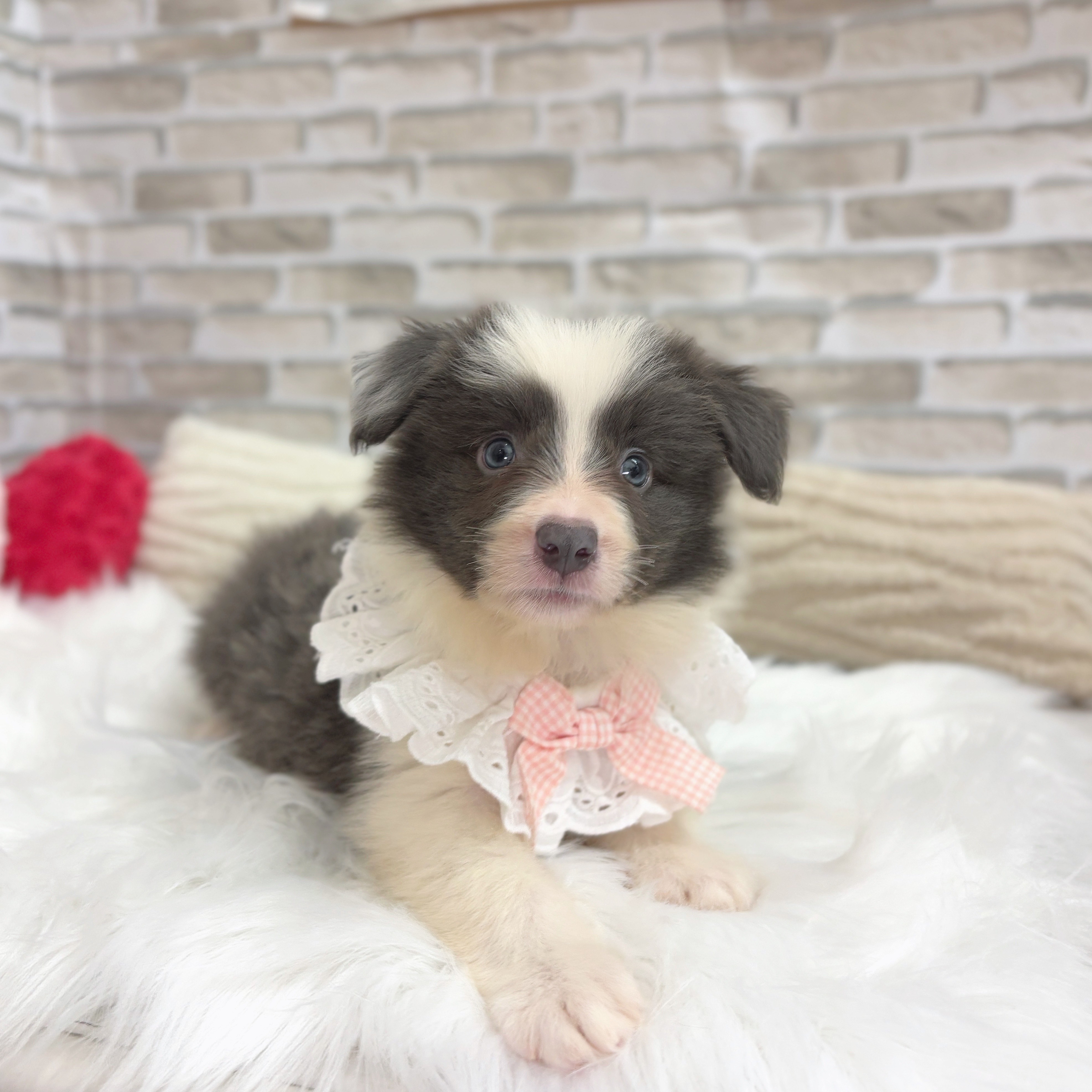 神奈川県のボーダーコリー (犬の家＆猫の里モザイクモール港北店/2025年7月27日生まれ/女の子/ブルーホワイト)の子犬